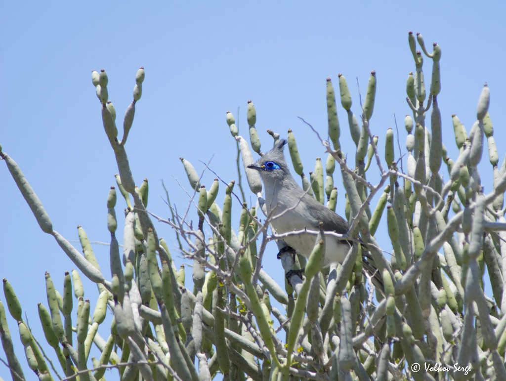 Verreaux's Coua - ML611826127