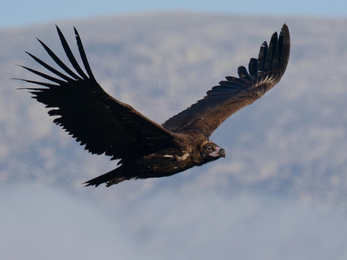 Cinereous Vulture - ML611826129