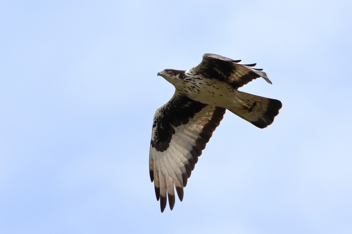 African Hawk-Eagle - Ohad Sherer