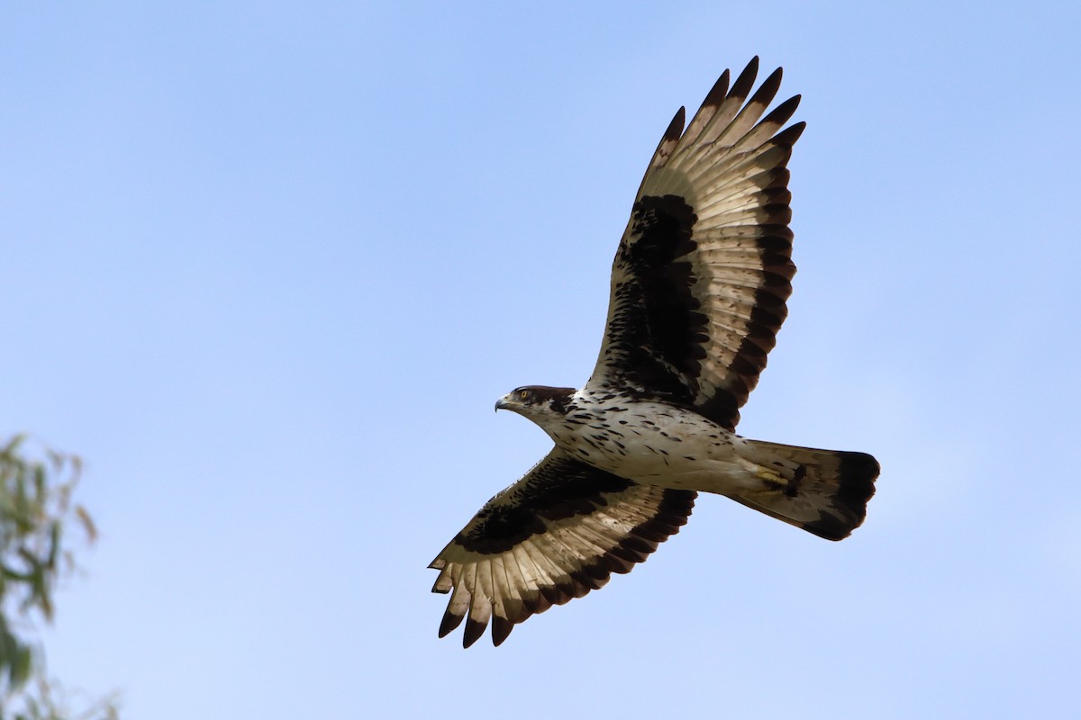 African Hawk-Eagle - ML611826135