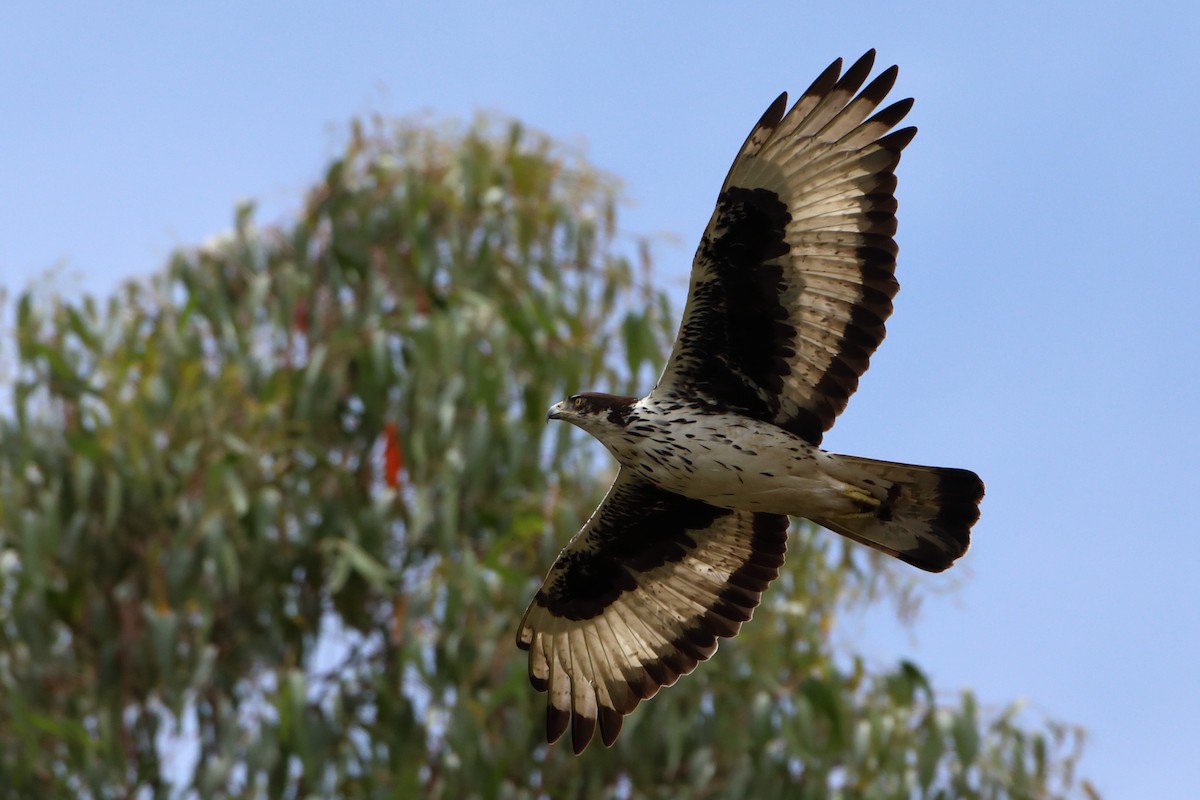 African Hawk-Eagle - ML611826136