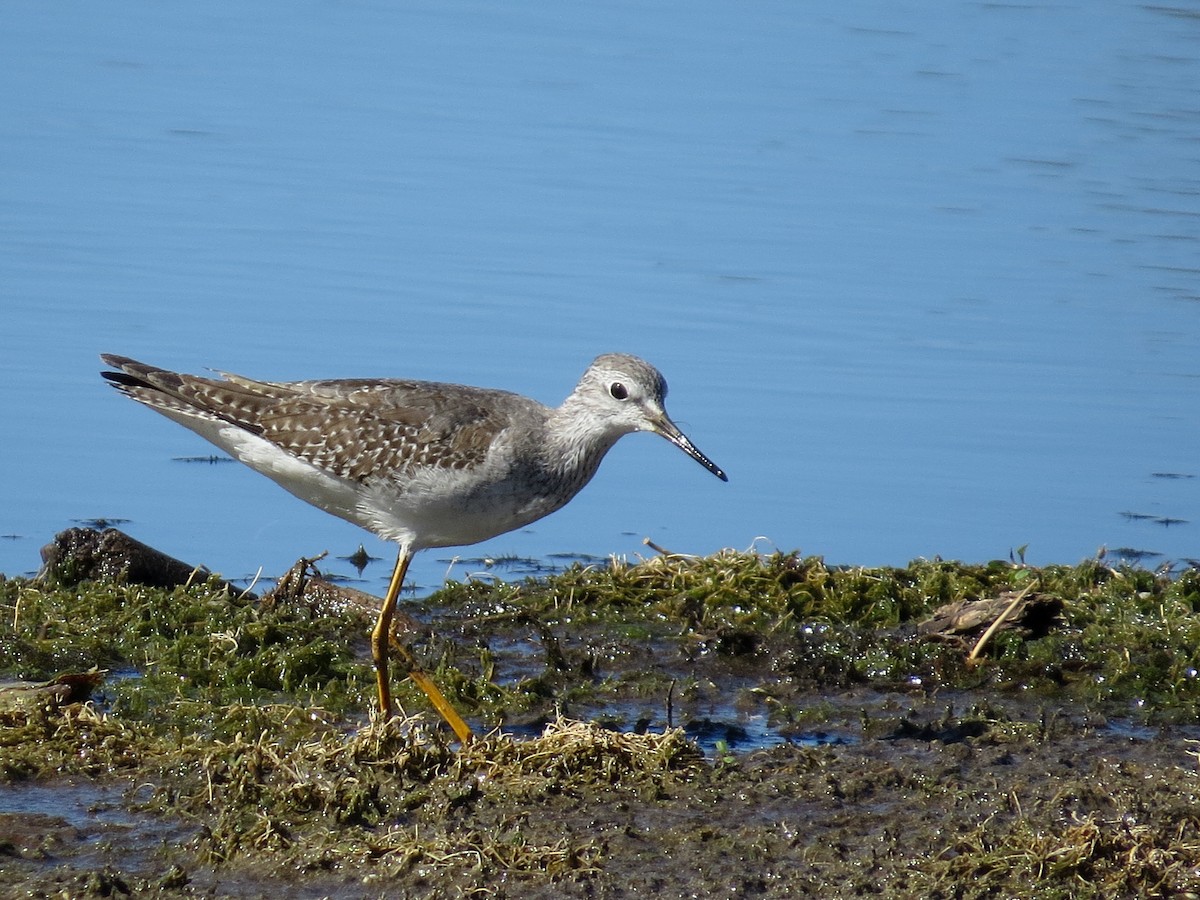 Lesser Yellowlegs - ML611826141