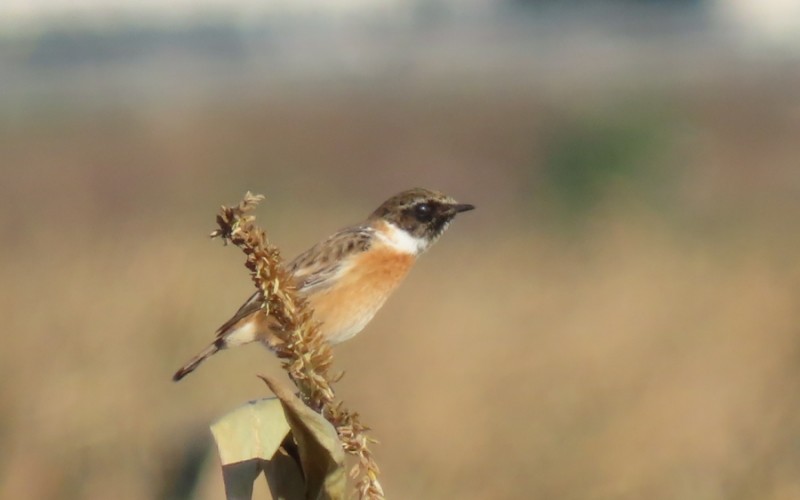 European Stonechat - Andrea Nicoli