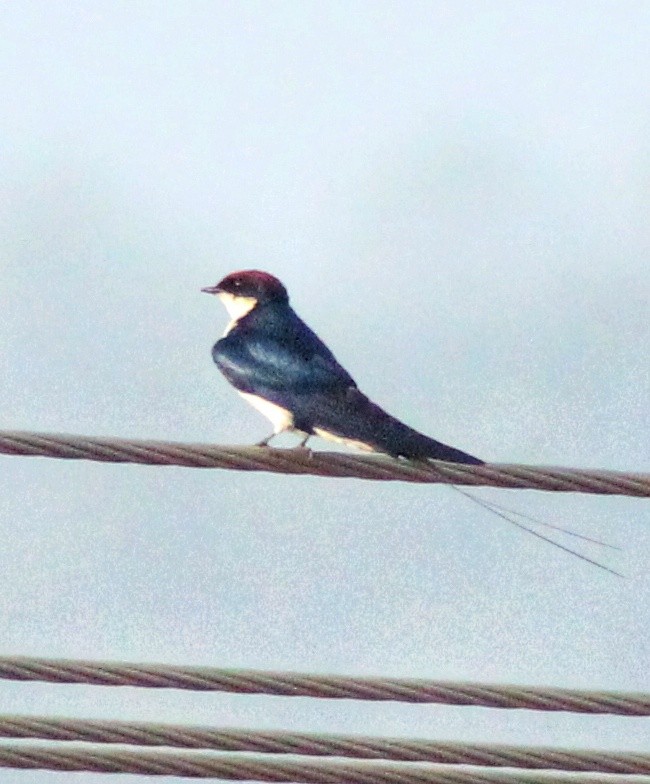 Wire-tailed Swallow - ML611826206