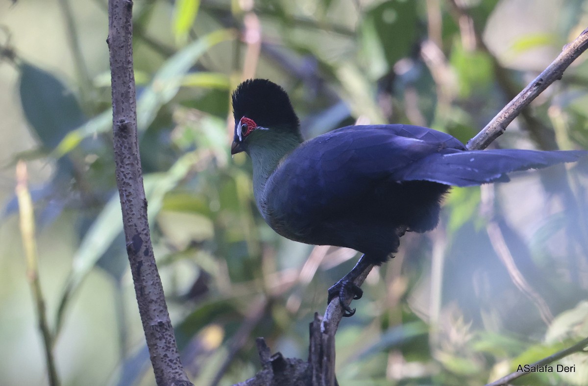 Hartlaub's Turaco - ML611826300