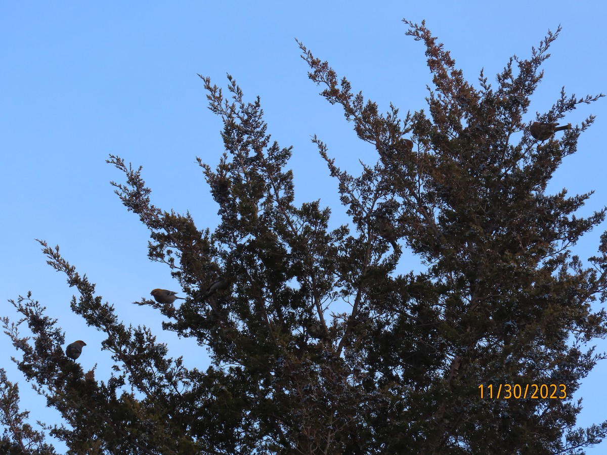 Pine Grosbeak - Debra McKee