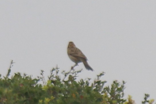 Corn Bunting - ML611826458