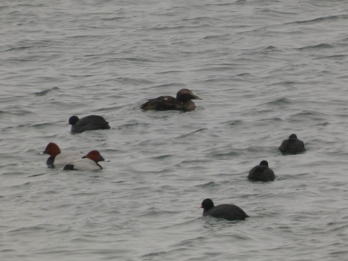 Common Eider - ML611826466