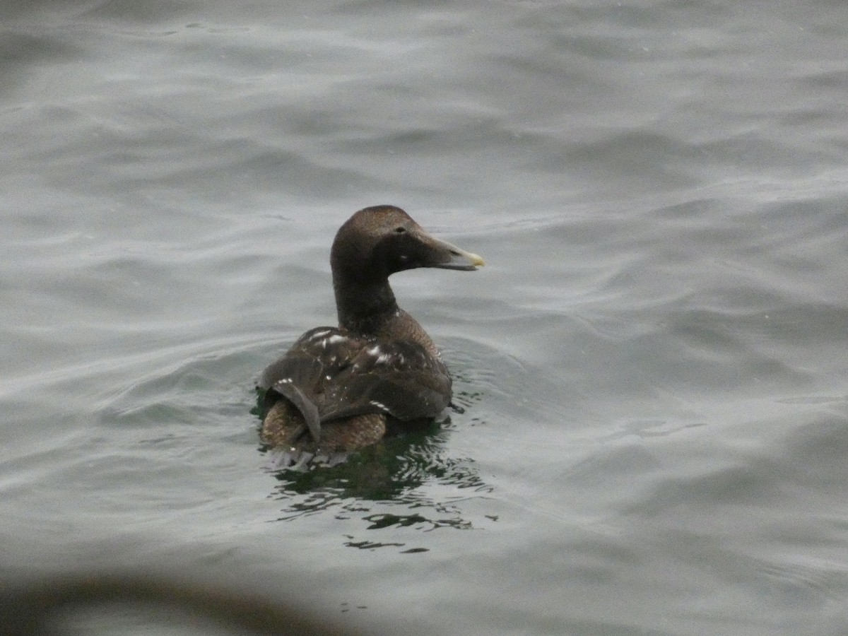 Common Eider - ML611826467