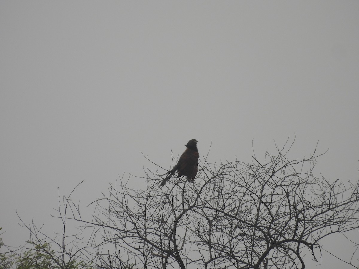 Greater Coucal - ML611826517