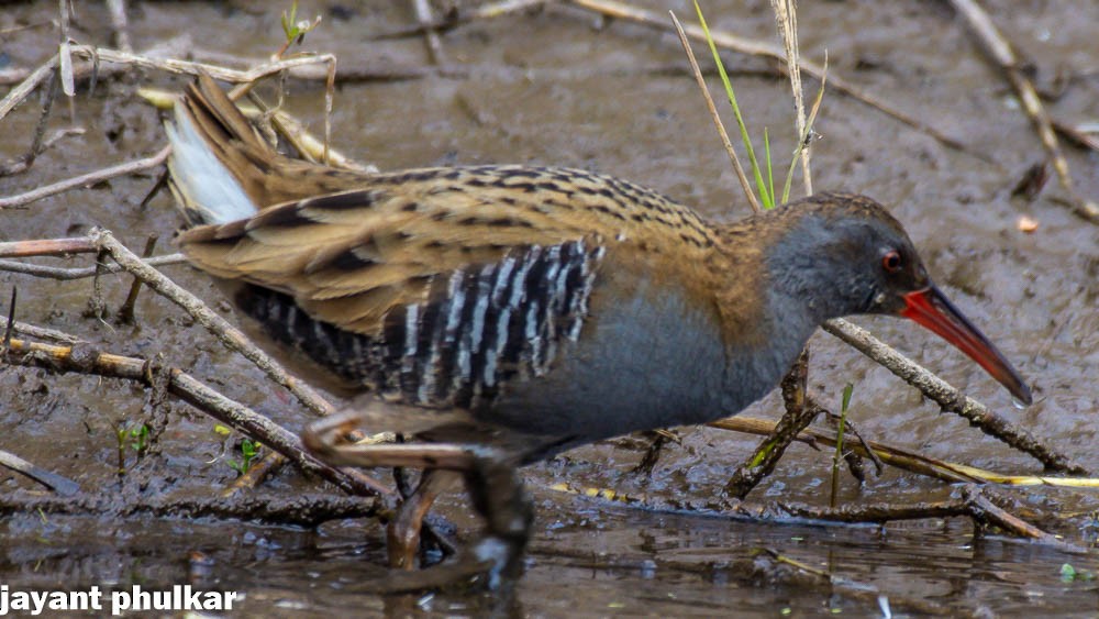 Water Rail - ML611826552