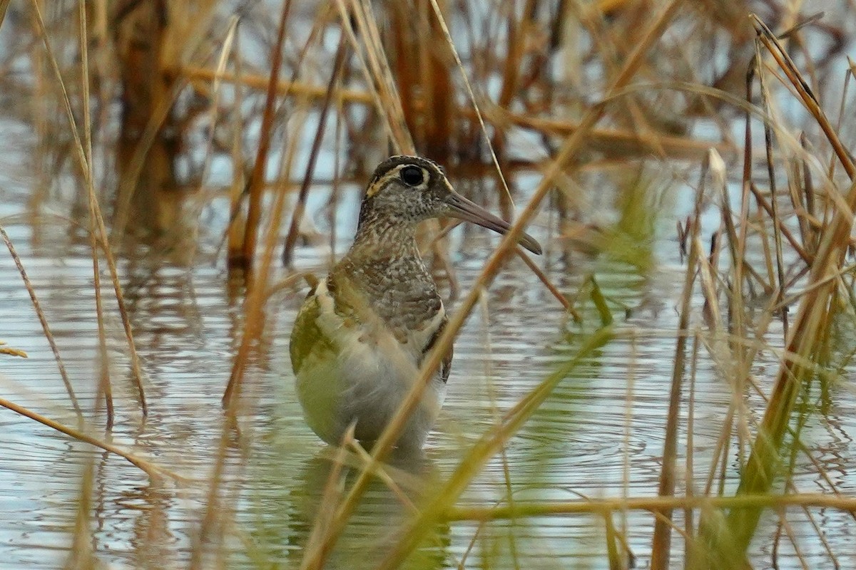 Greater Painted-Snipe - ML611826764