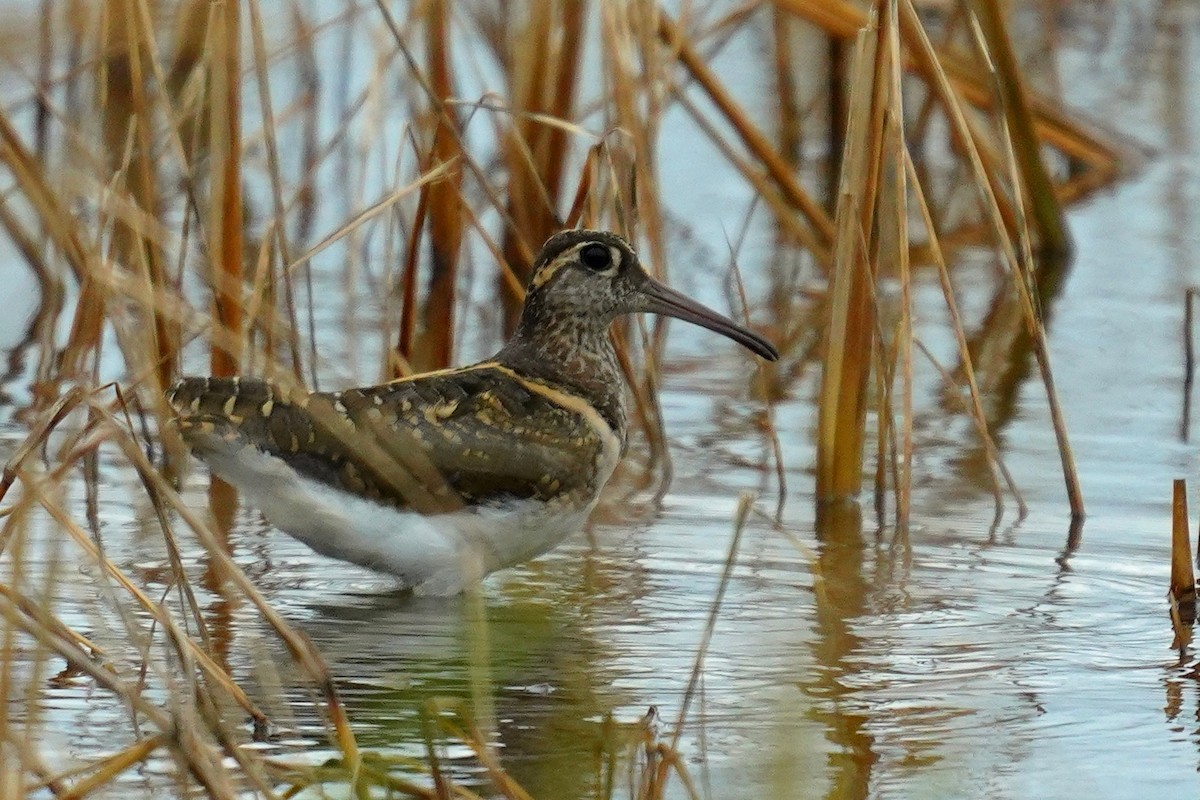 Greater Painted-Snipe - ML611826765