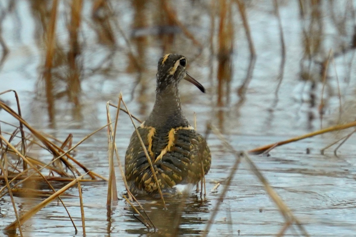 Greater Painted-Snipe - ML611826766