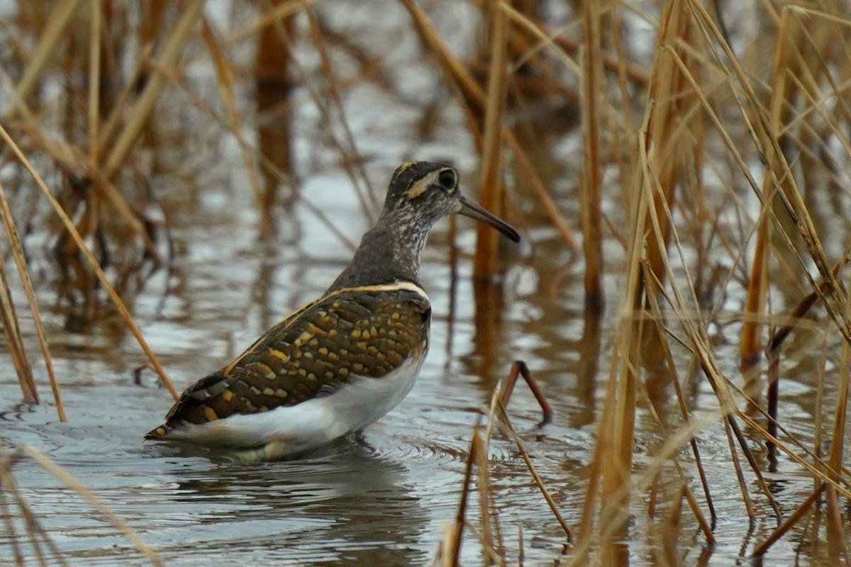 Greater Painted-Snipe - ML611826767