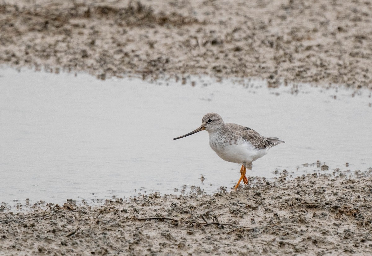 Terek Sandpiper - ML611826768