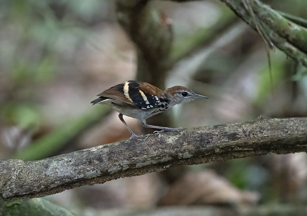 Banded Antbird - ML611826855