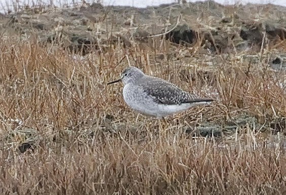 Lesser Yellowlegs - ML611826910