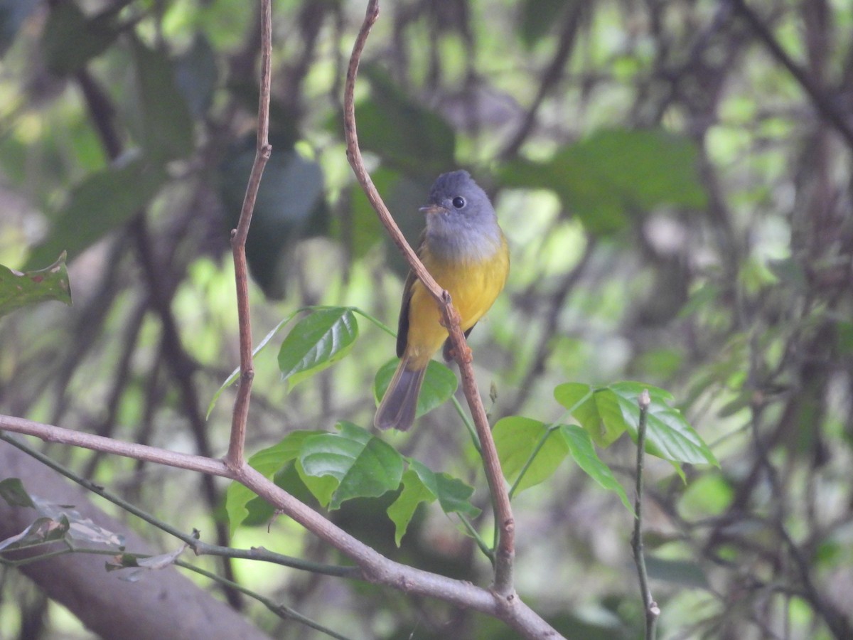 Gray-headed Canary-Flycatcher - Chen Faibis