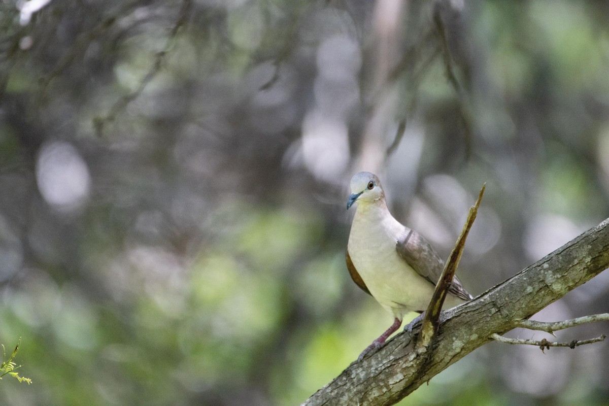 White-tipped Dove - ML611826999