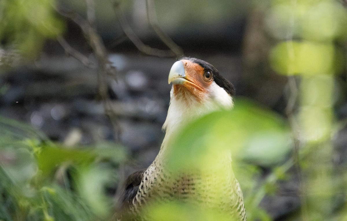 Crested Caracara - ML611827005