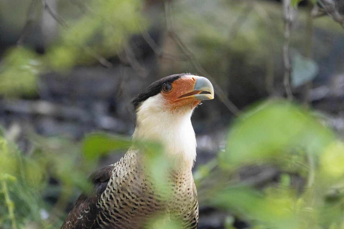 Crested Caracara - ML611827006