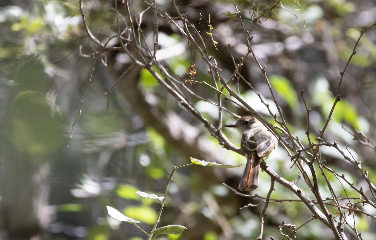 Brown-crested Flycatcher - ML611827036