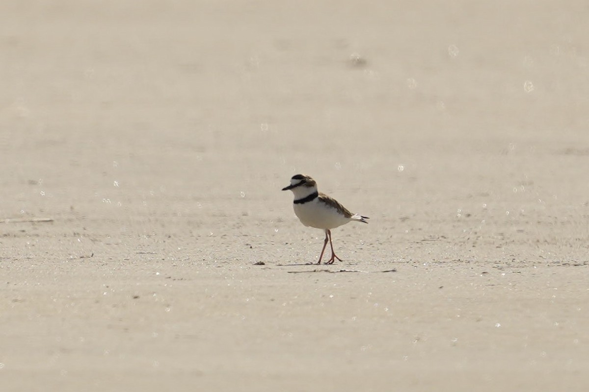 Collared Plover - ML611827054