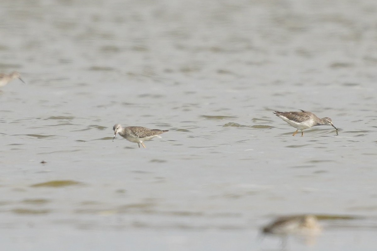 Lesser Yellowlegs - Jorge Claudio Schlemmer