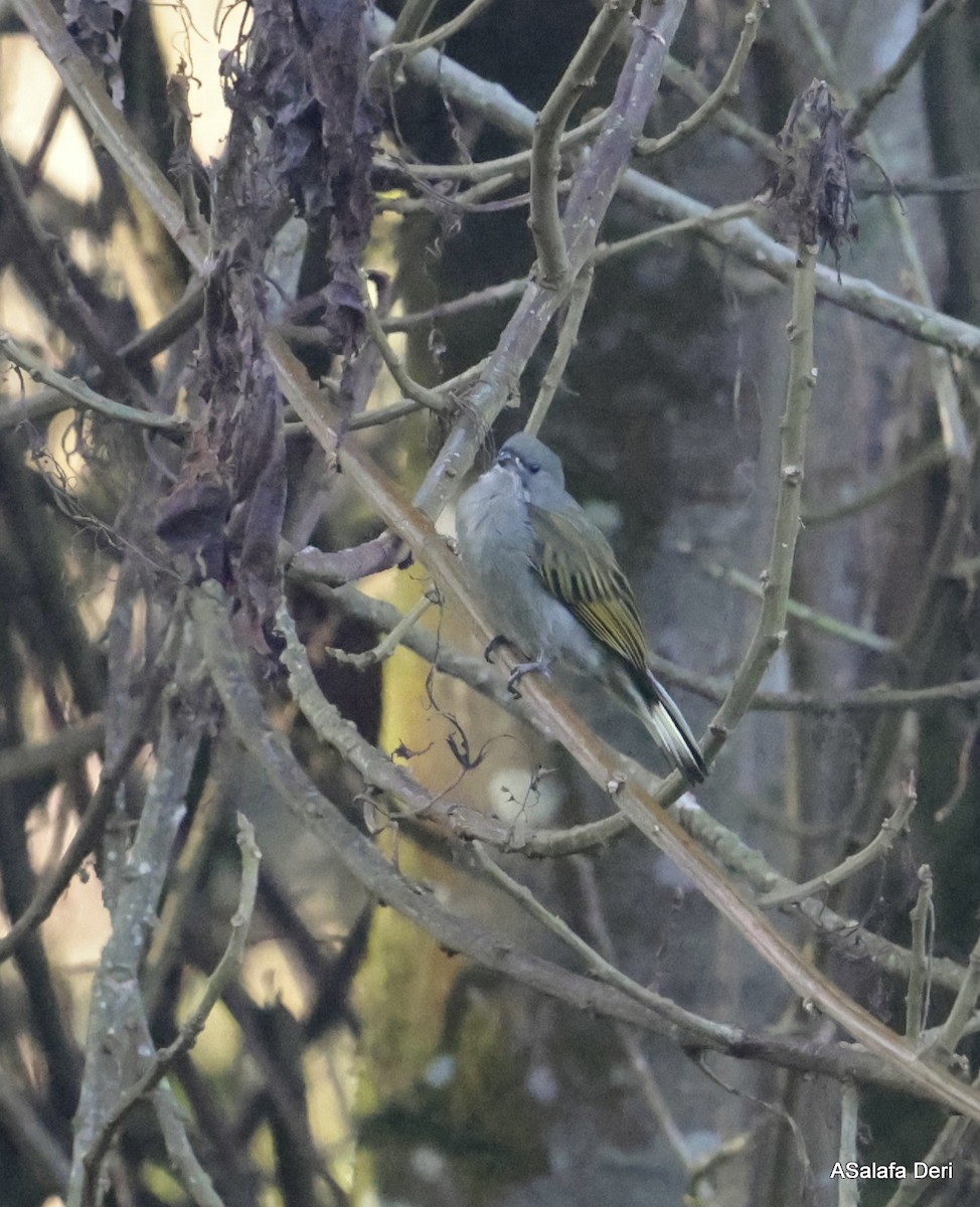 Least Honeyguide - ML611827069