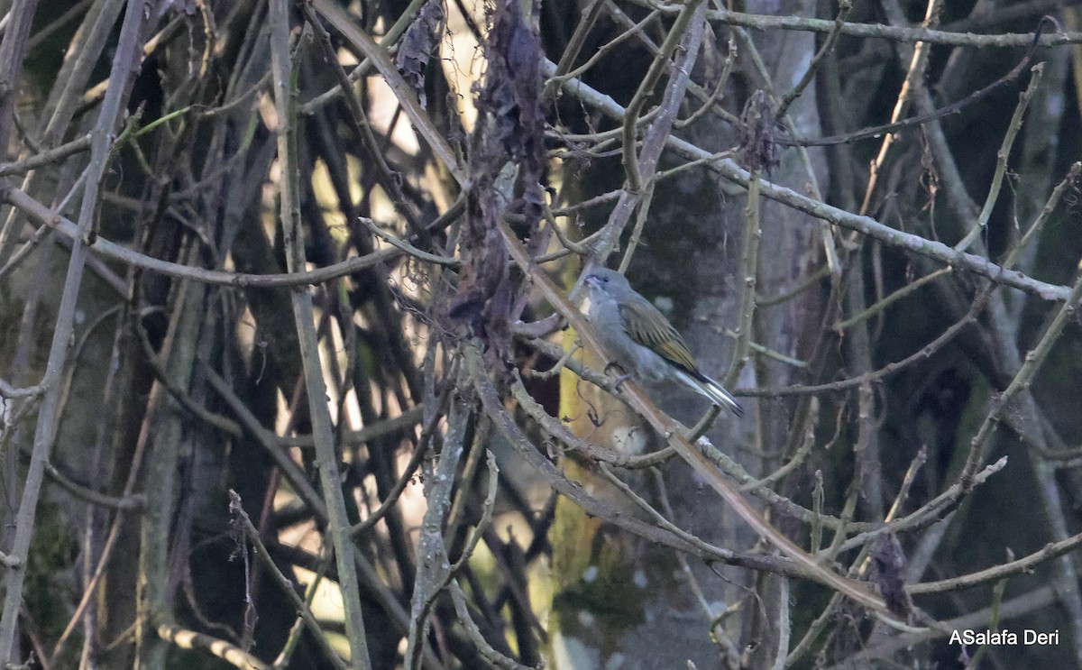 Least Honeyguide - Fanis Theofanopoulos (ASalafa Deri)