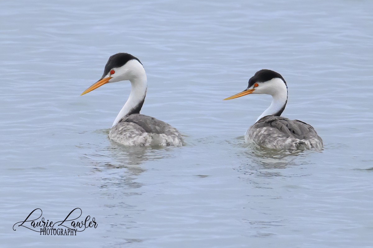Clark's Grebe - Laurie Lawler