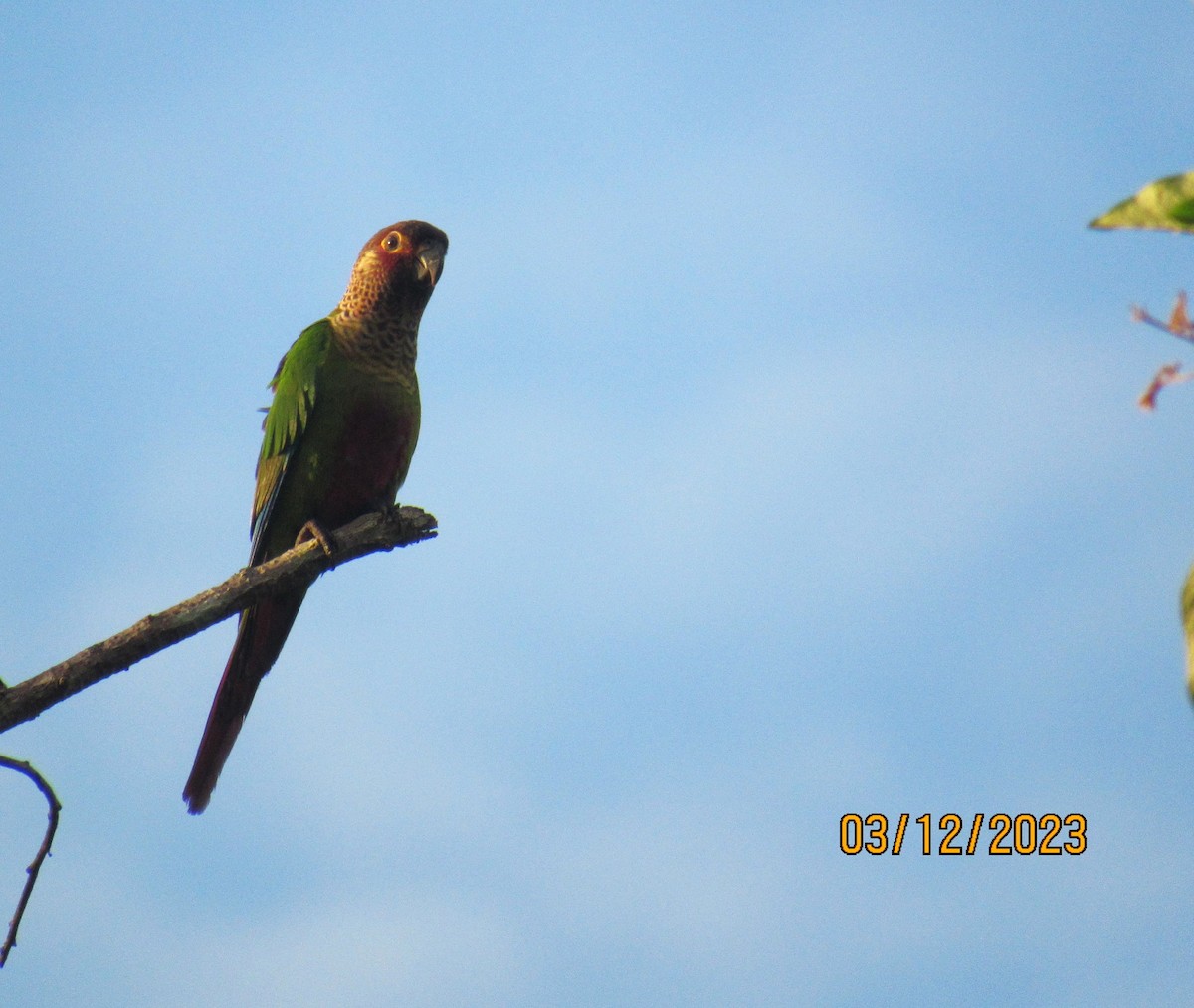 Bonaparte's Parakeet - ML611827202