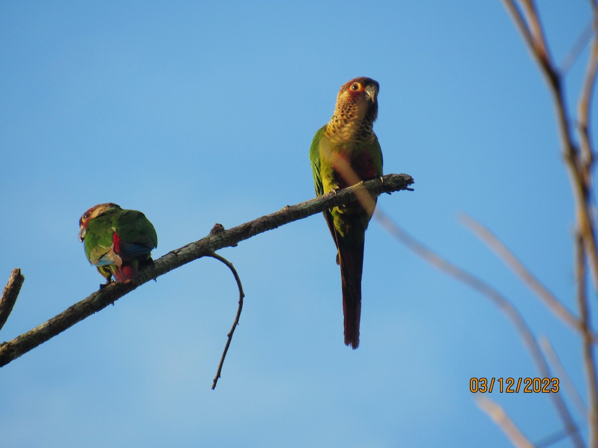 Bonaparte's Parakeet - ML611827204