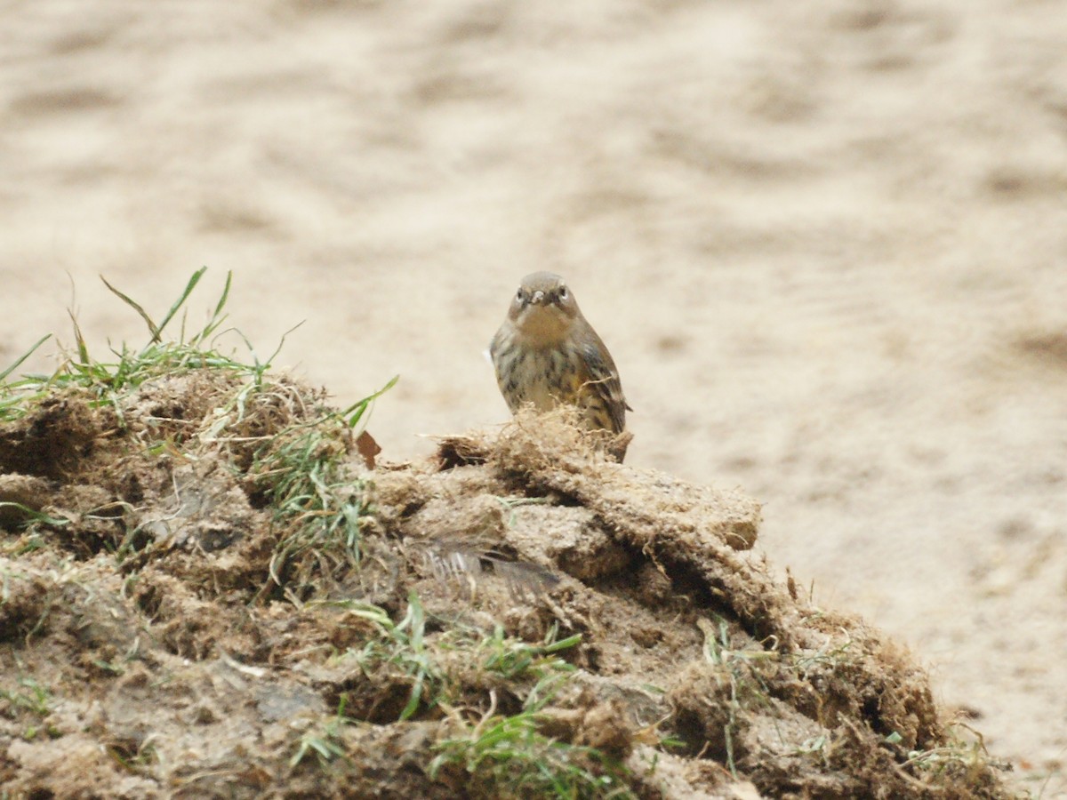 Yellow-rumped Warbler - ML611827223