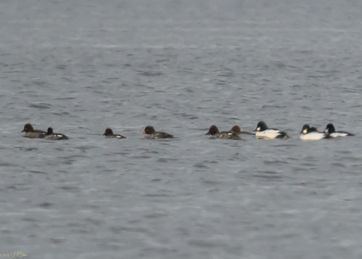 Barrow's Goldeneye - ML611827337