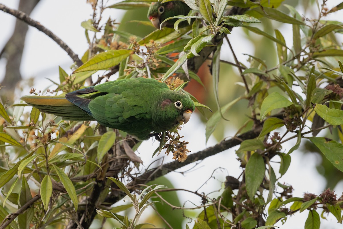 ミドリアカオウロコインコ - ML611827344