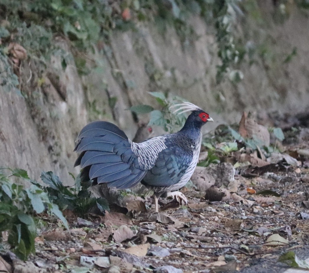 Kalij Pheasant - ML611827372