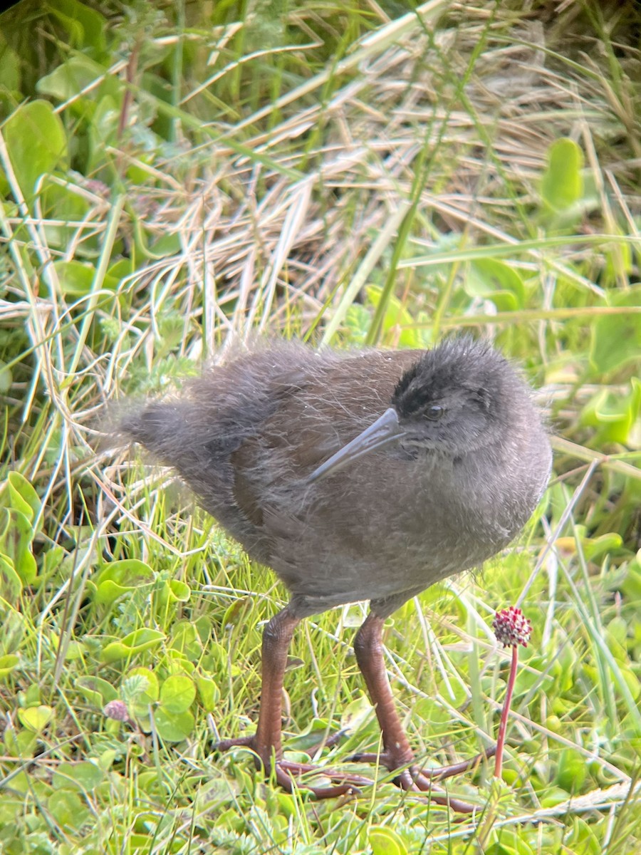 Plumbeous Rail - Julie Davis