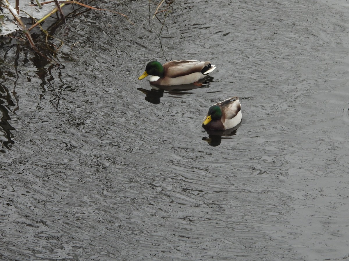 Canard colvert - ML611827561