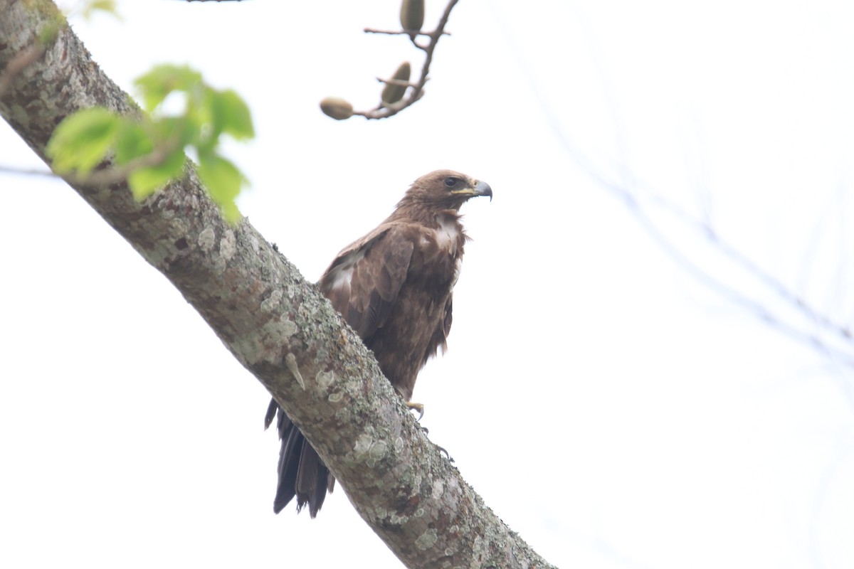 Бор бүргэд - ML611827597