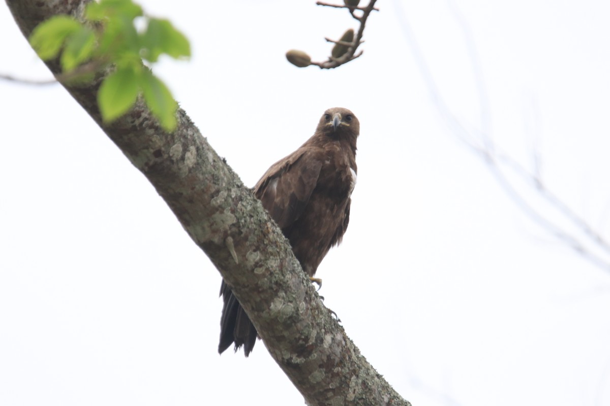 Бор бүргэд - ML611827598