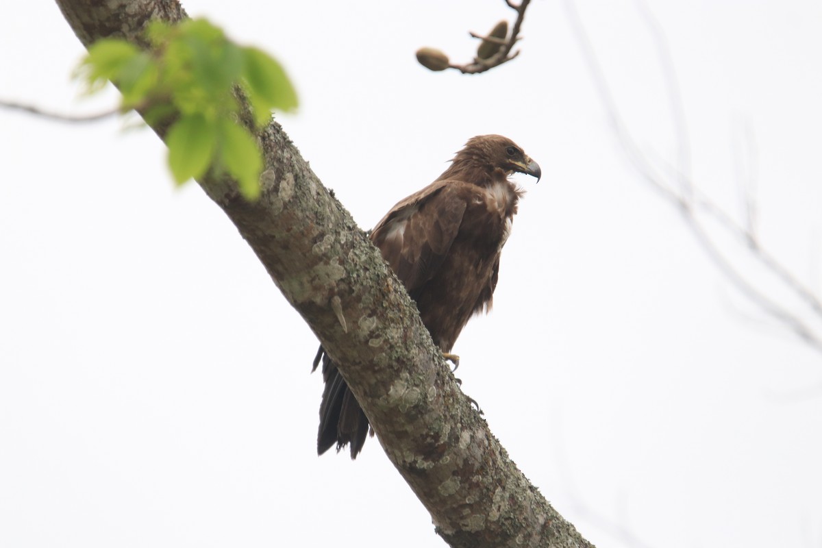 Бор бүргэд - ML611827599