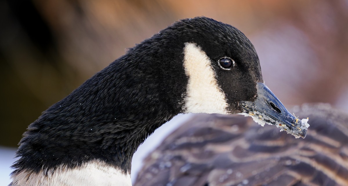 Canada Goose - ML611827621