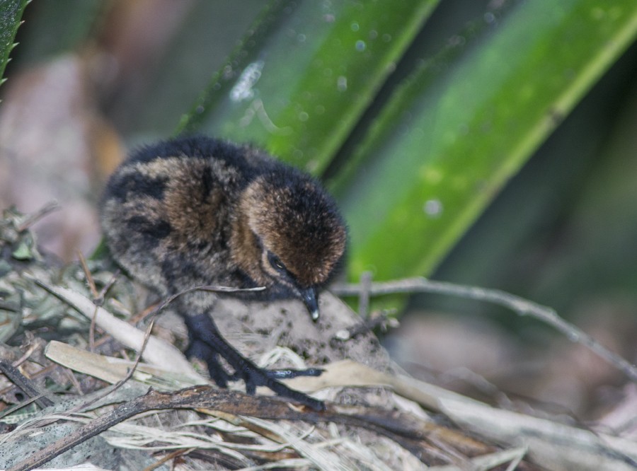 Madagascar Forest Rail - ML611827650