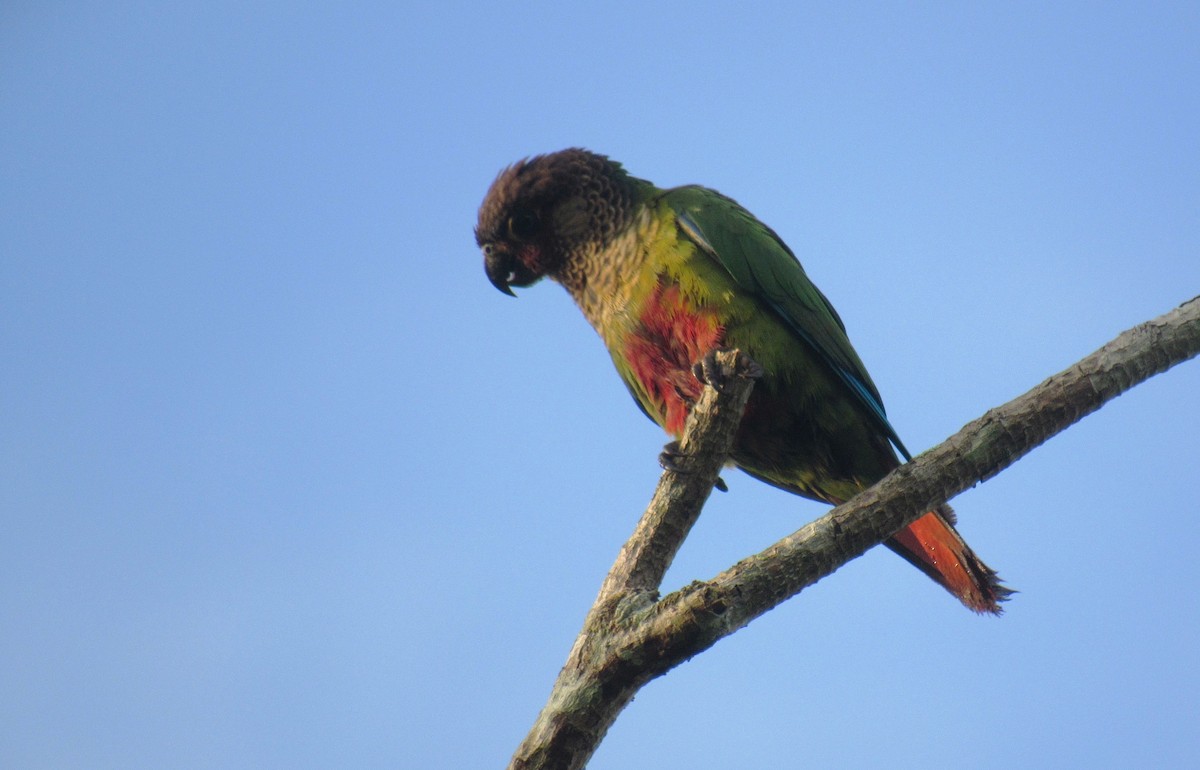 Bonaparte's Parakeet - ML611827660