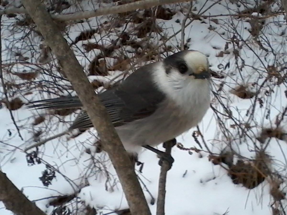 Canada Jay (Boreal) - ML611827926