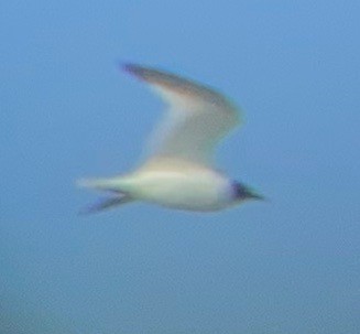 Mouette de Sabine - ML611827934