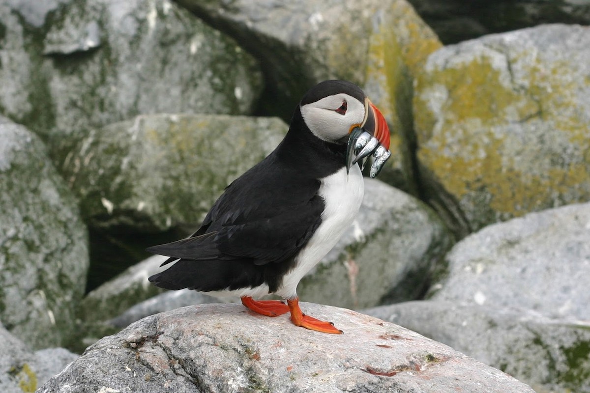 Atlantic Puffin - Bob Dykstra