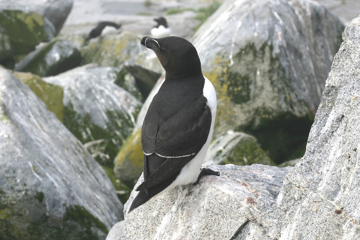 Razorbill - Bob Dykstra